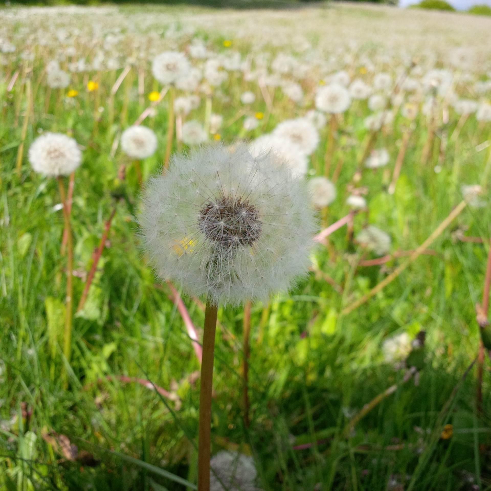 Wishing On Dandelions
