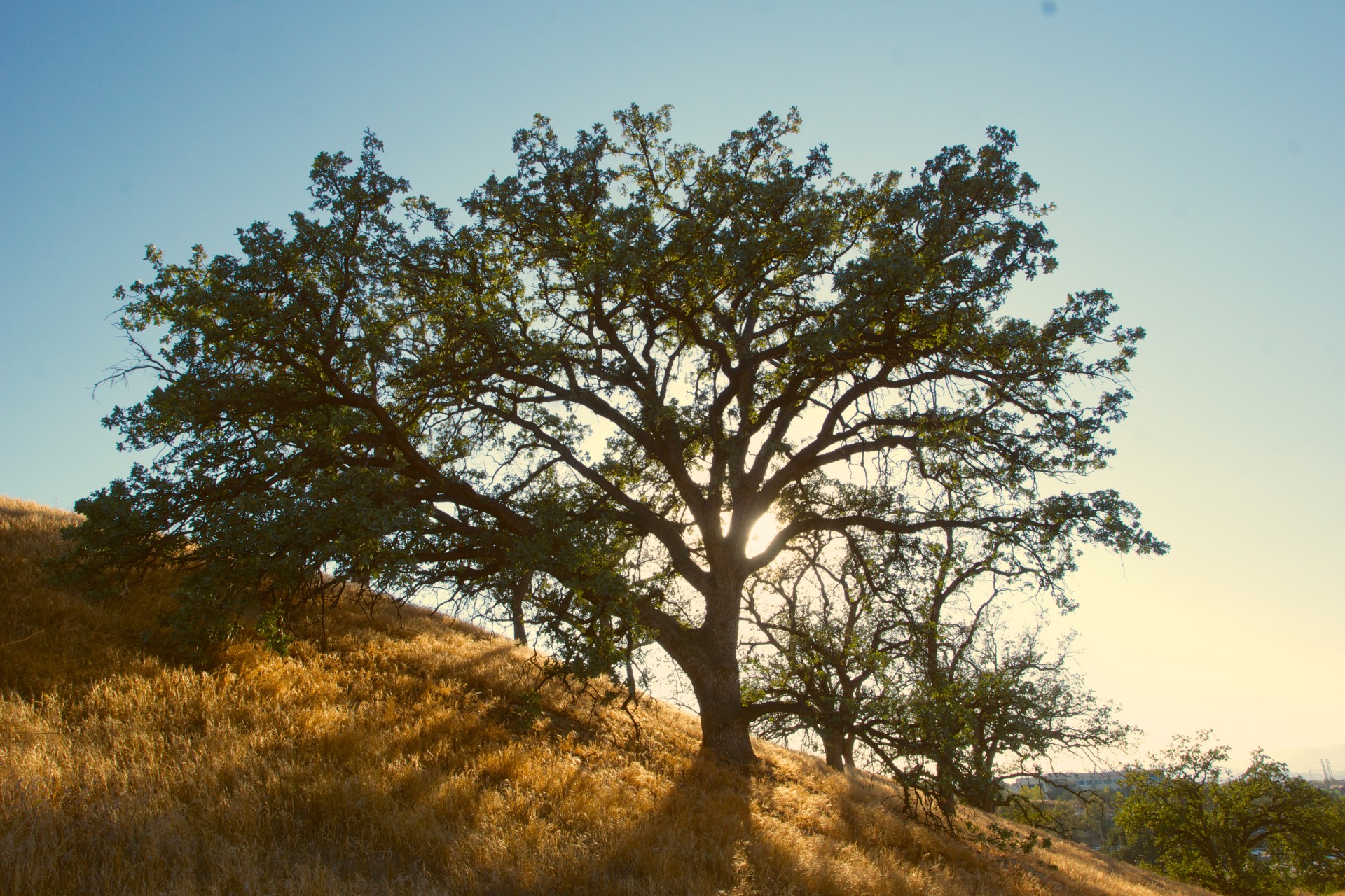 Sudden Oaks’ Death