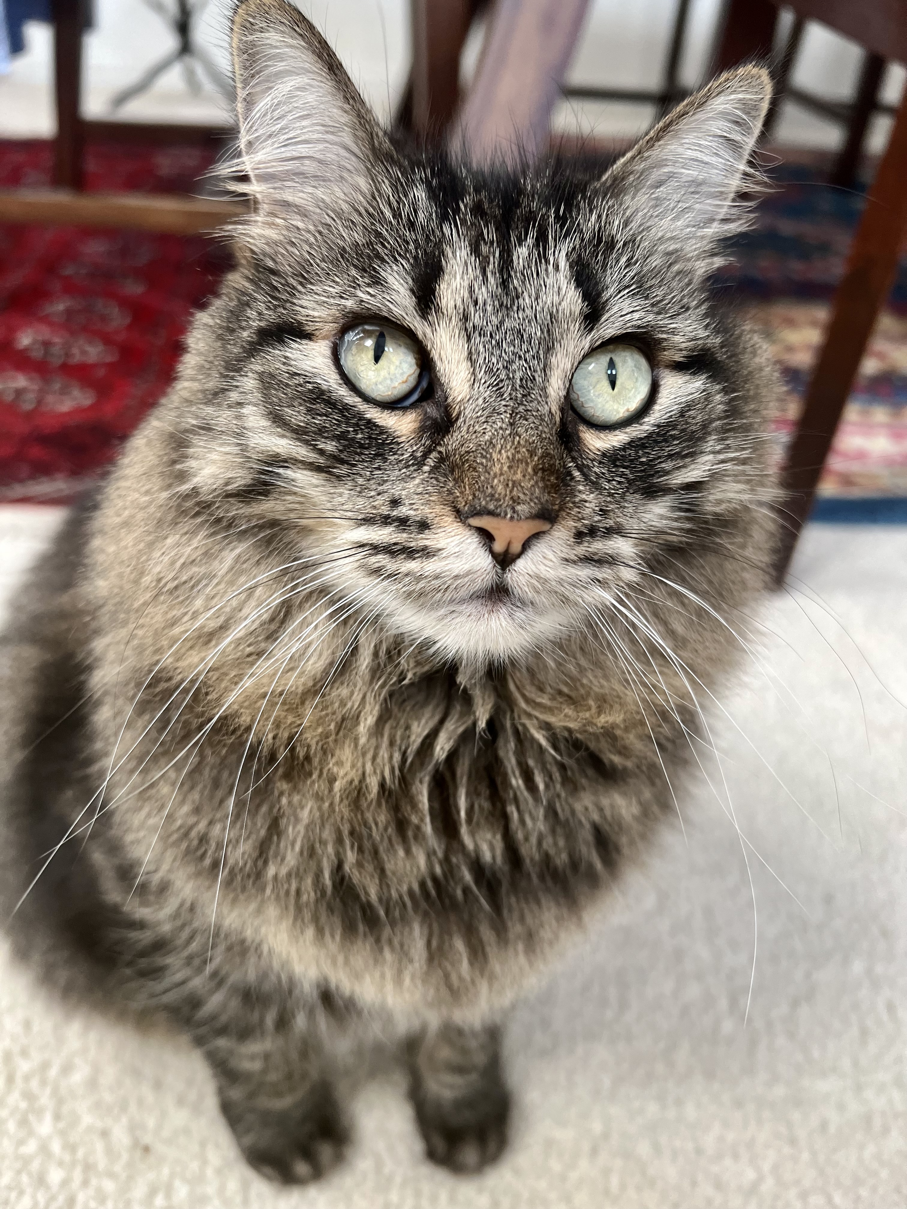 My Cat Thinks I’m a Disappointment